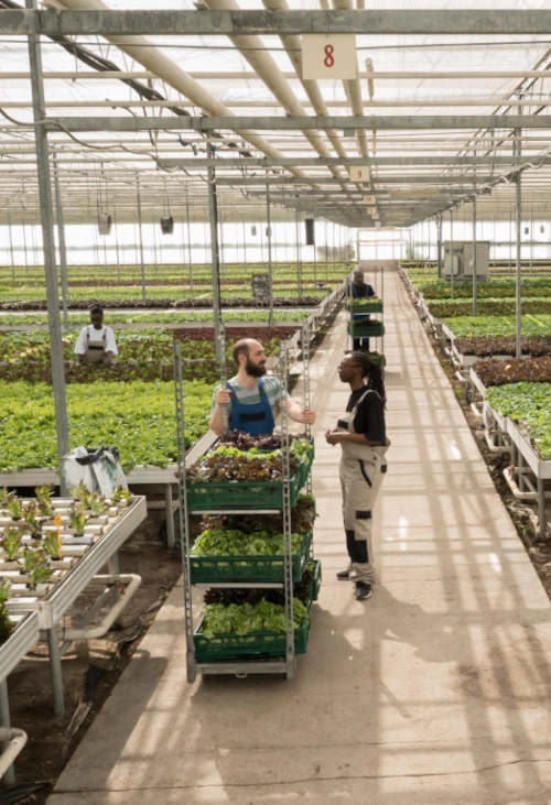 Les risques numériques dans le secteur agro-alimentaire Plusieurs personnes qui travaillent dans une serre où sont cultivées des salades.